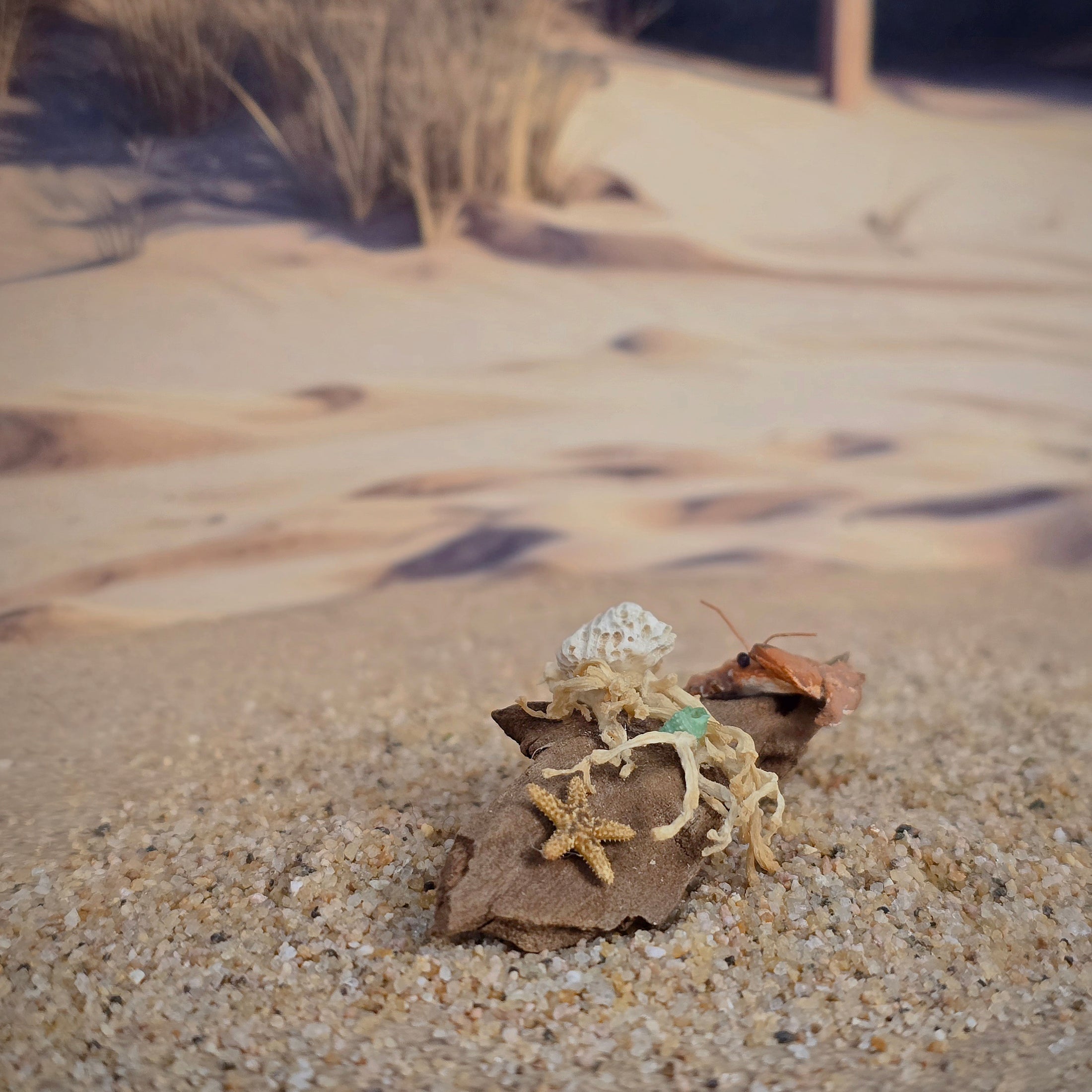 Miniature Coastal Driftwood Vignette with Crab & Shells #2