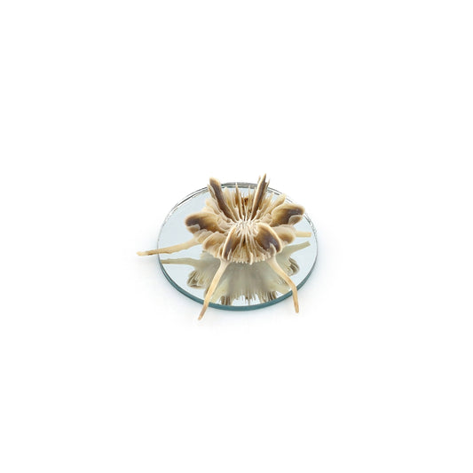 Miniature Mushroom Coral Specimen on Mirror Beach Display #1