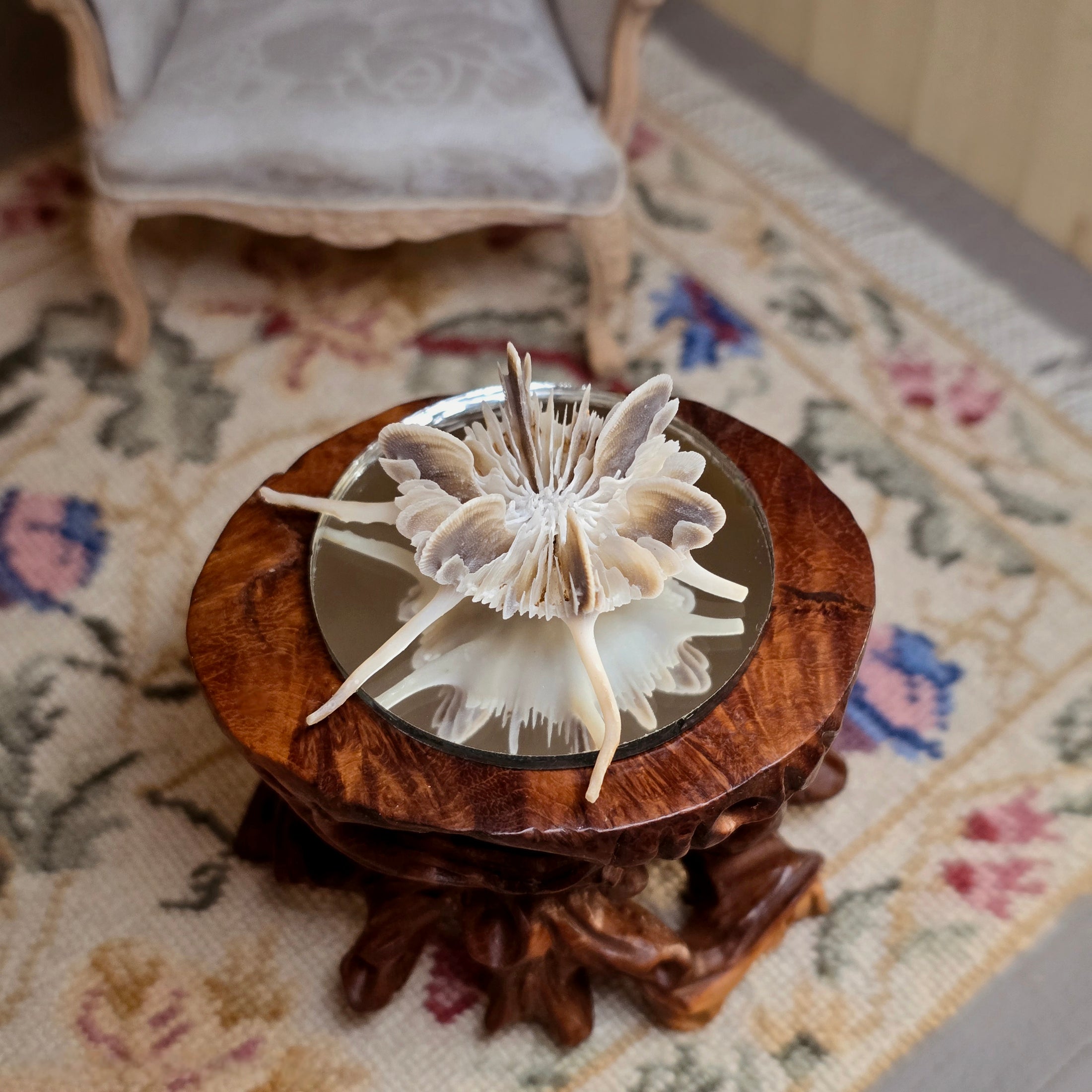 Miniature Mushroom Coral Specimen on Mirror Beach Display #1