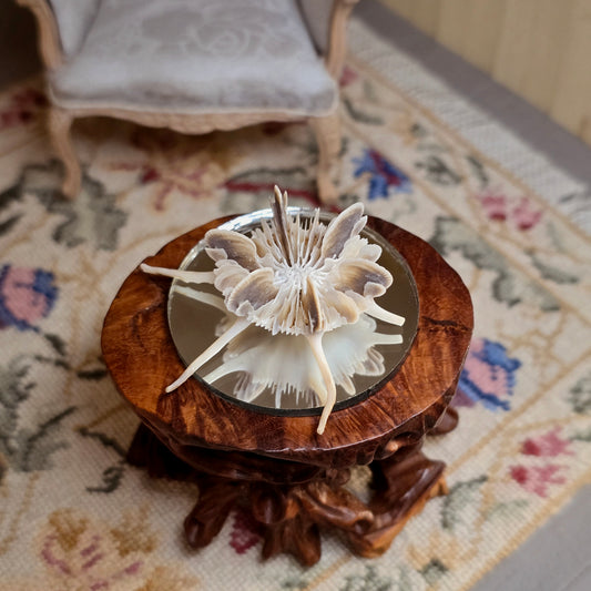 Miniature Mushroom Coral Specimen on Mirror Beach Display #1