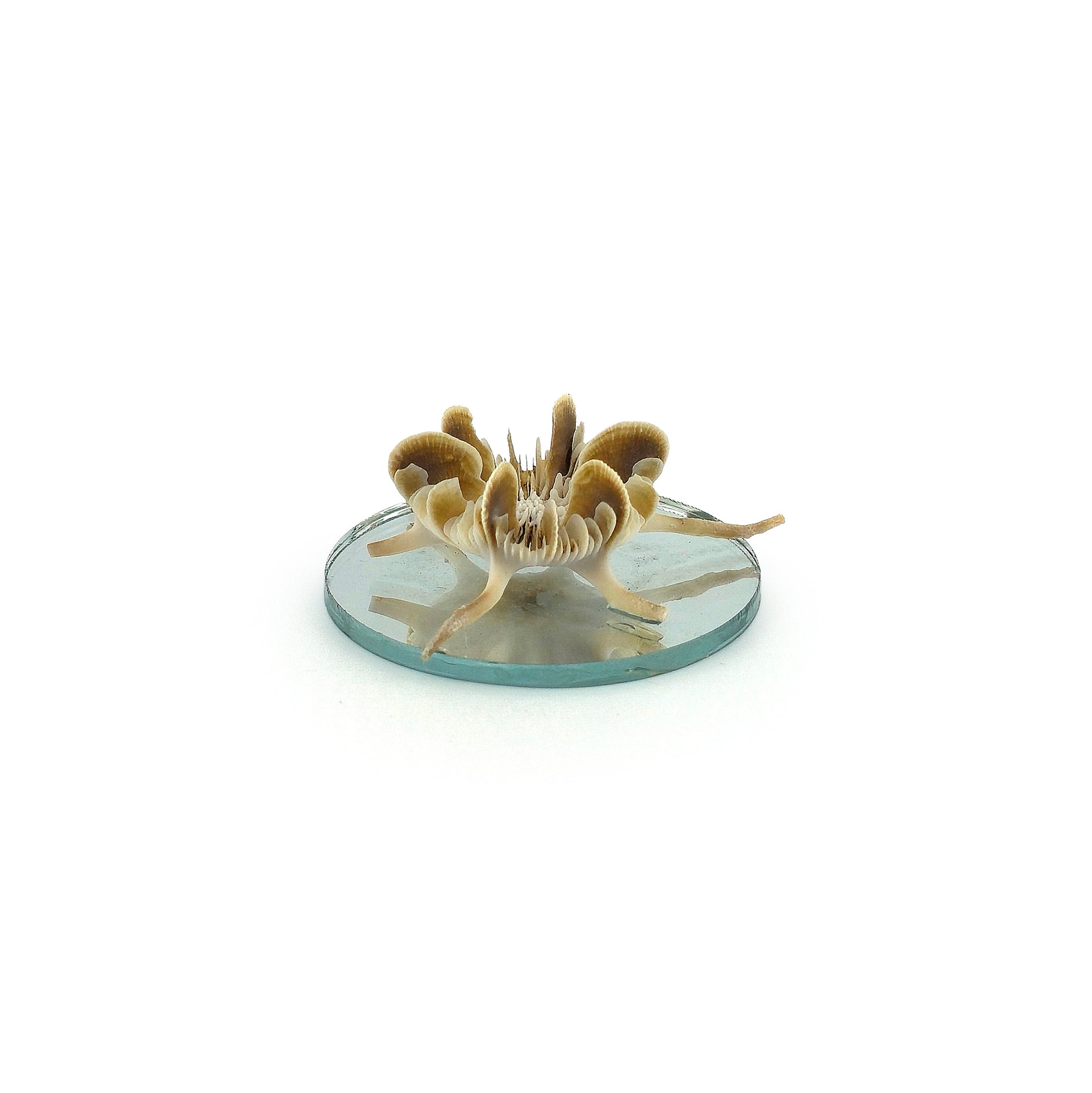 Miniature Mushroom Coral Specimen on Mirror Beach Display #2