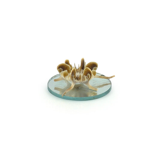 Miniature Mushroom Coral Specimen on Mirror Beach Display #2