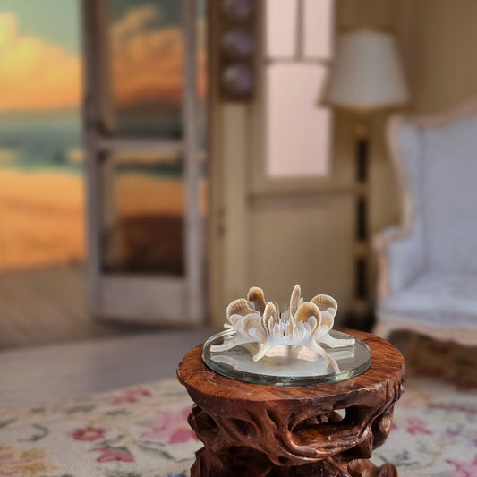 Miniature Mushroom Coral Specimen on Mirror Beach Display #2