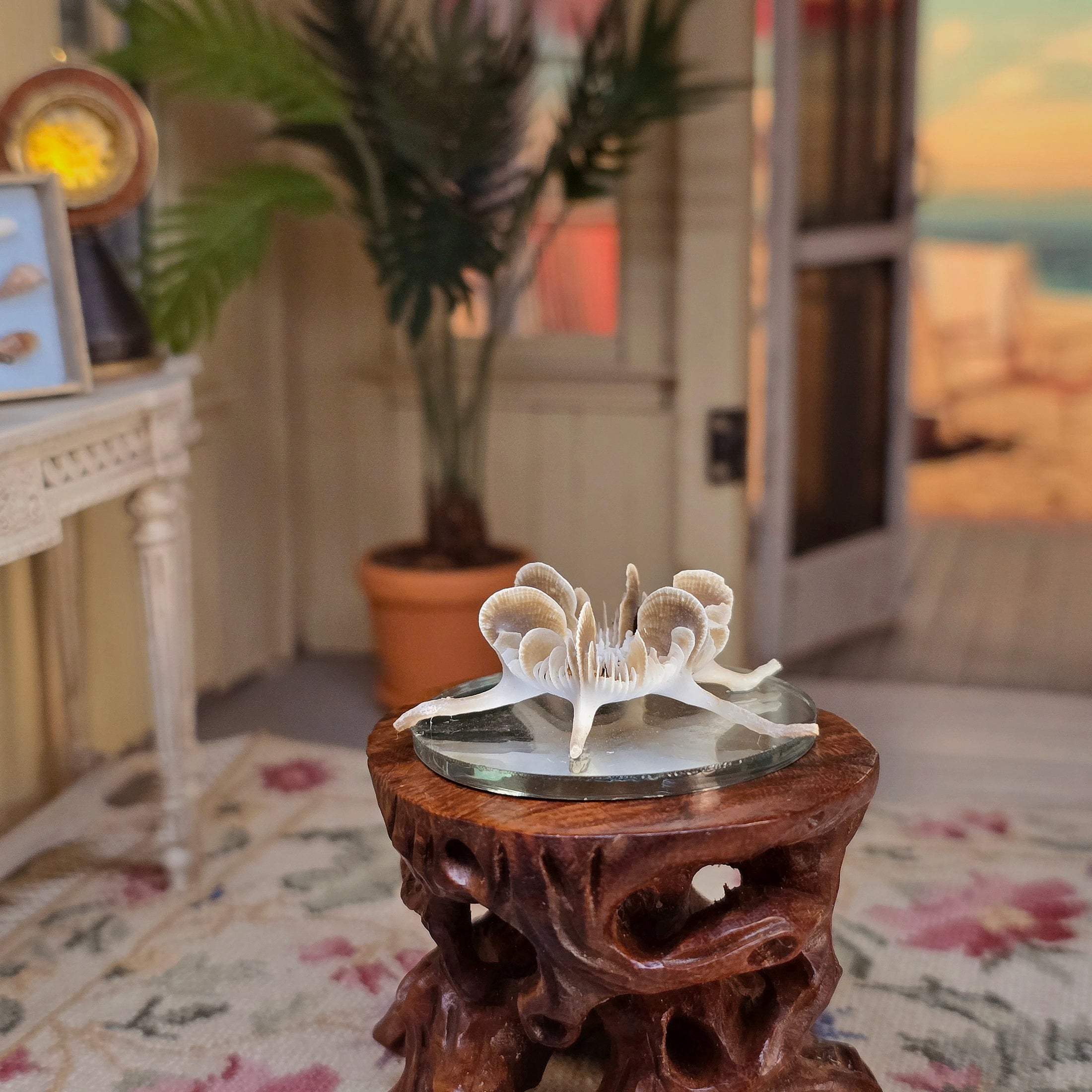 Miniature Mushroom Coral Specimen on Mirror Beach Display #2