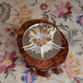 Load image into Gallery viewer, Miniature Mushroom Coral Specimen on Mirror Beach Display #2

