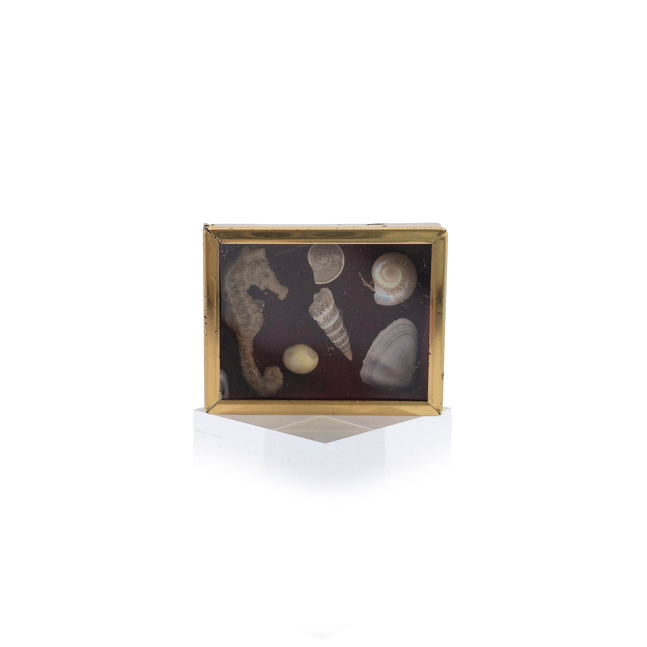 Miniature Mounted Micro Seashell Specimen Shadowbox #2