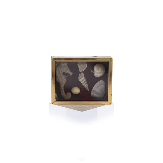 Miniature Mounted Micro Seashell Specimen Shadowbox #2