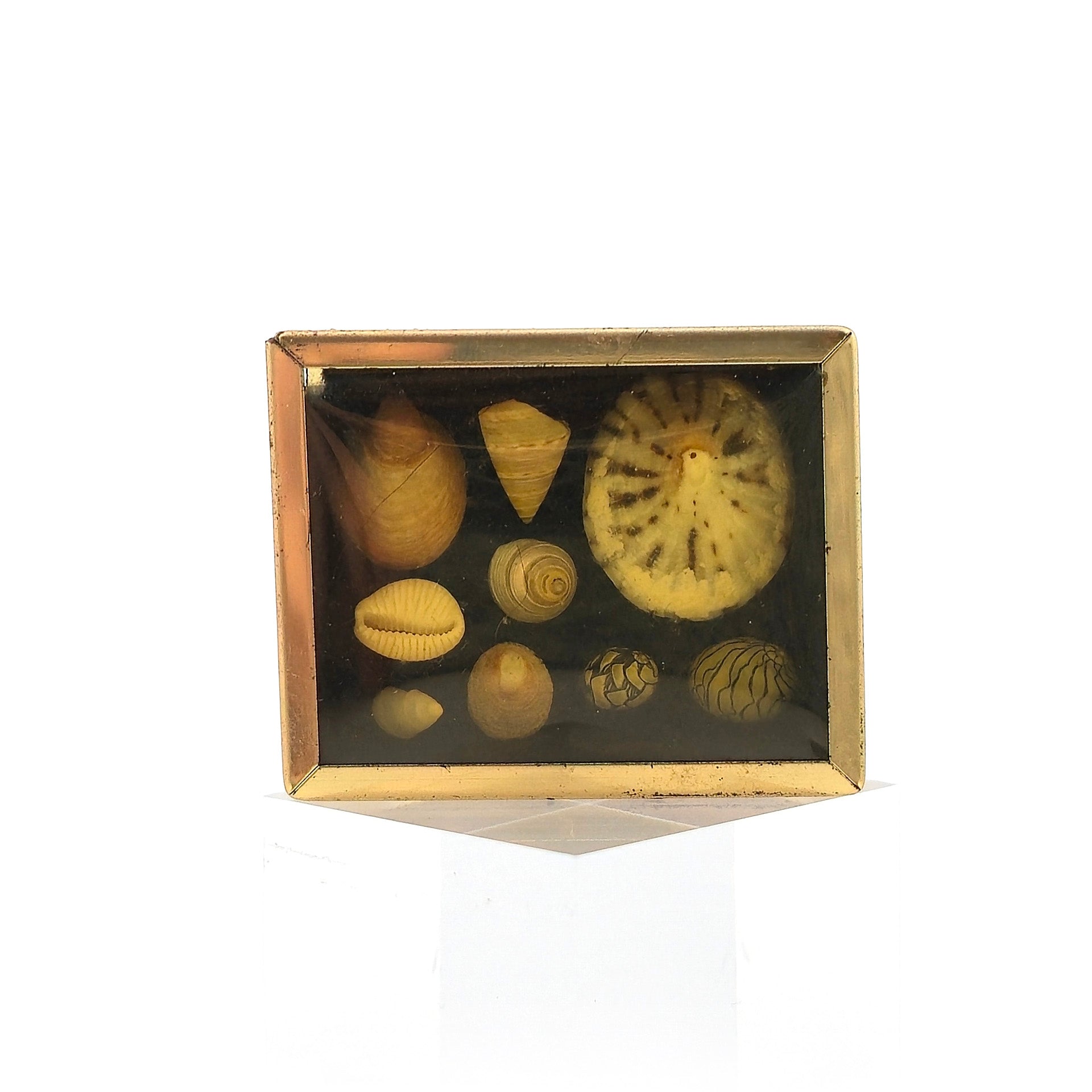 Miniature Mounted Micro Seashell Specimen Shadowbox #4