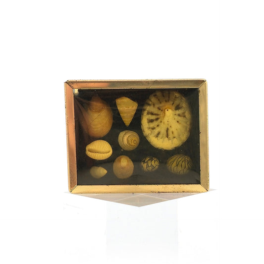 Miniature Mounted Micro Seashell Specimen Shadowbox #4