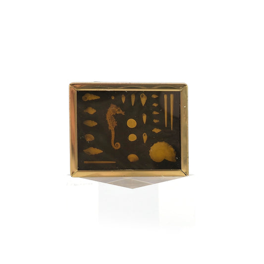 Miniature Mounted Micro Seashell Specimen Shadowbox #6