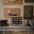 Load image into Gallery viewer, Framed Micro Sea Shell Specimen Display Miniature OOAK Nautical Art
