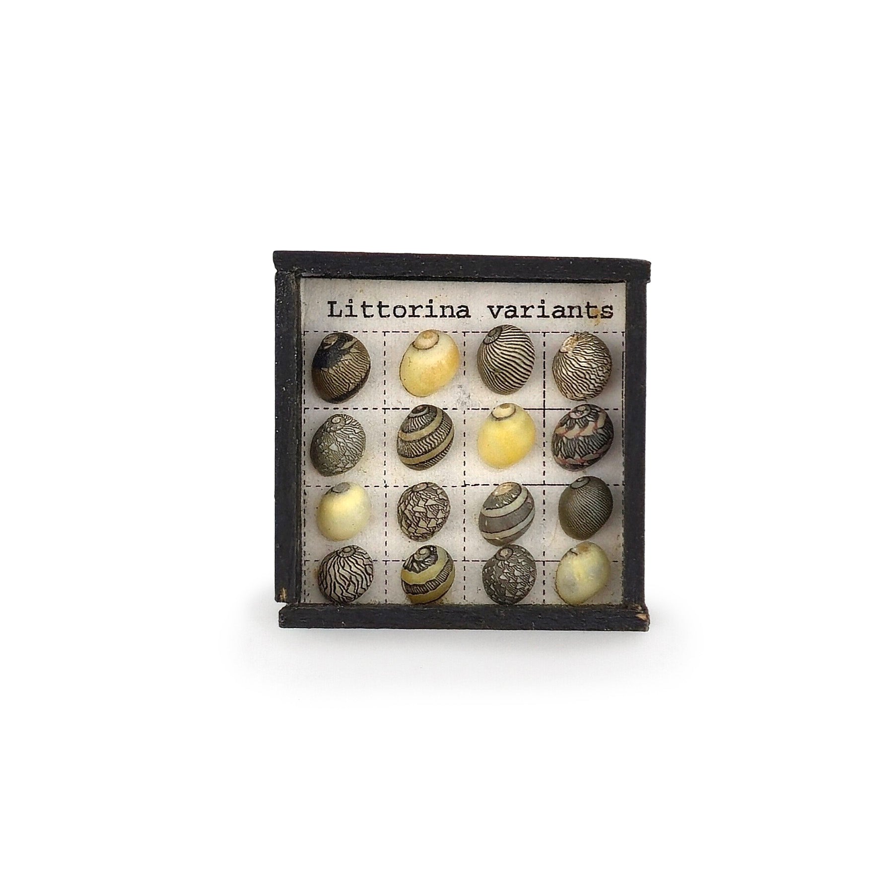 Littorina Variants Micro Sea Shell Specimen Display Miniature OOAK