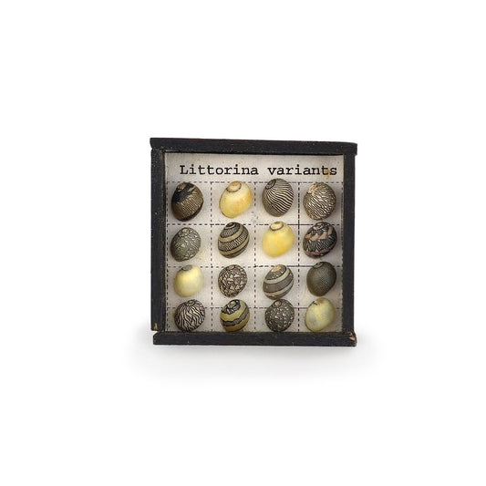 Littorina Variants Micro Sea Shell Specimen Display Miniature OOAK