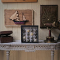 Load image into Gallery viewer, Littorina Variants Micro Sea Shell Specimen Display Miniature OOAK
