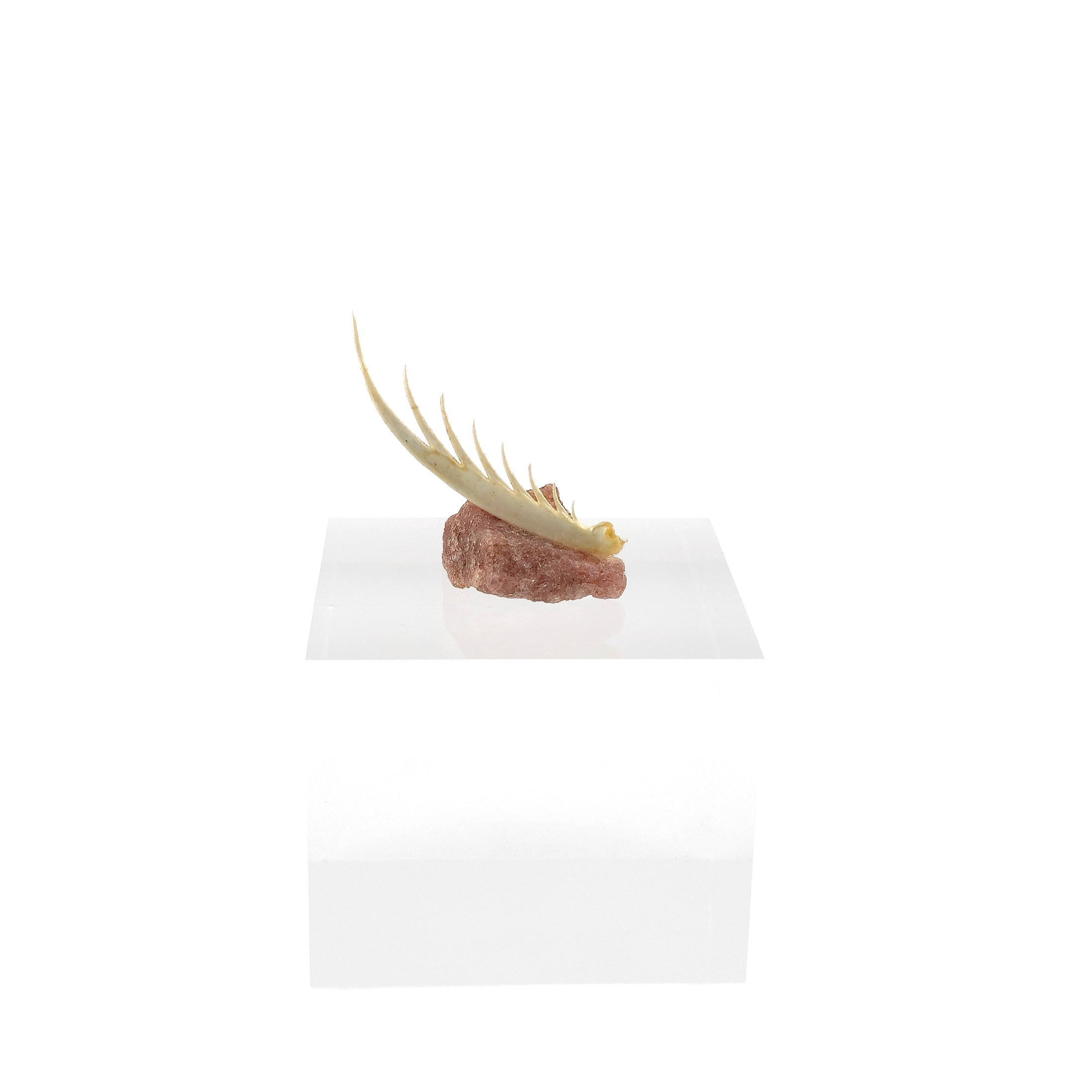 Miniature Mantis Shrimp Specimen on Natural Rock Art Display