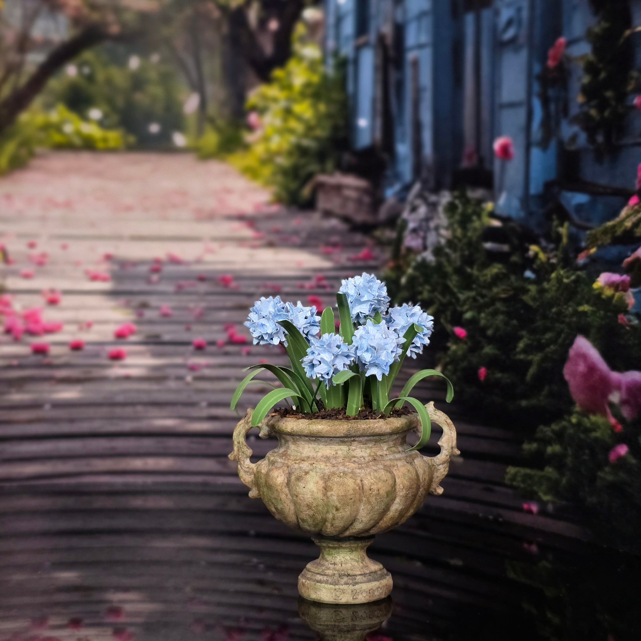 Cea's Garden Potted Blue Hyacinths in Weathered Patina Garden Urn