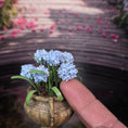 Load image into Gallery viewer, Cea's Garden Potted Blue Hyacinths in Weathered Patina Garden Urn
