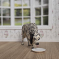 Load image into Gallery viewer, OOAK Elizabeth McInnis English Setter Highly REALISTIC Drinking Dog Sculpture

