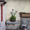 Load image into Gallery viewer, Purple Iris and Moss Arrangement in Woven Basket Miniature Dollhouse
