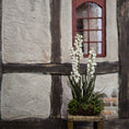 Load image into Gallery viewer, Realistic, Tall White Larkspur Garden Plant Clump Miniature Dollhouse
