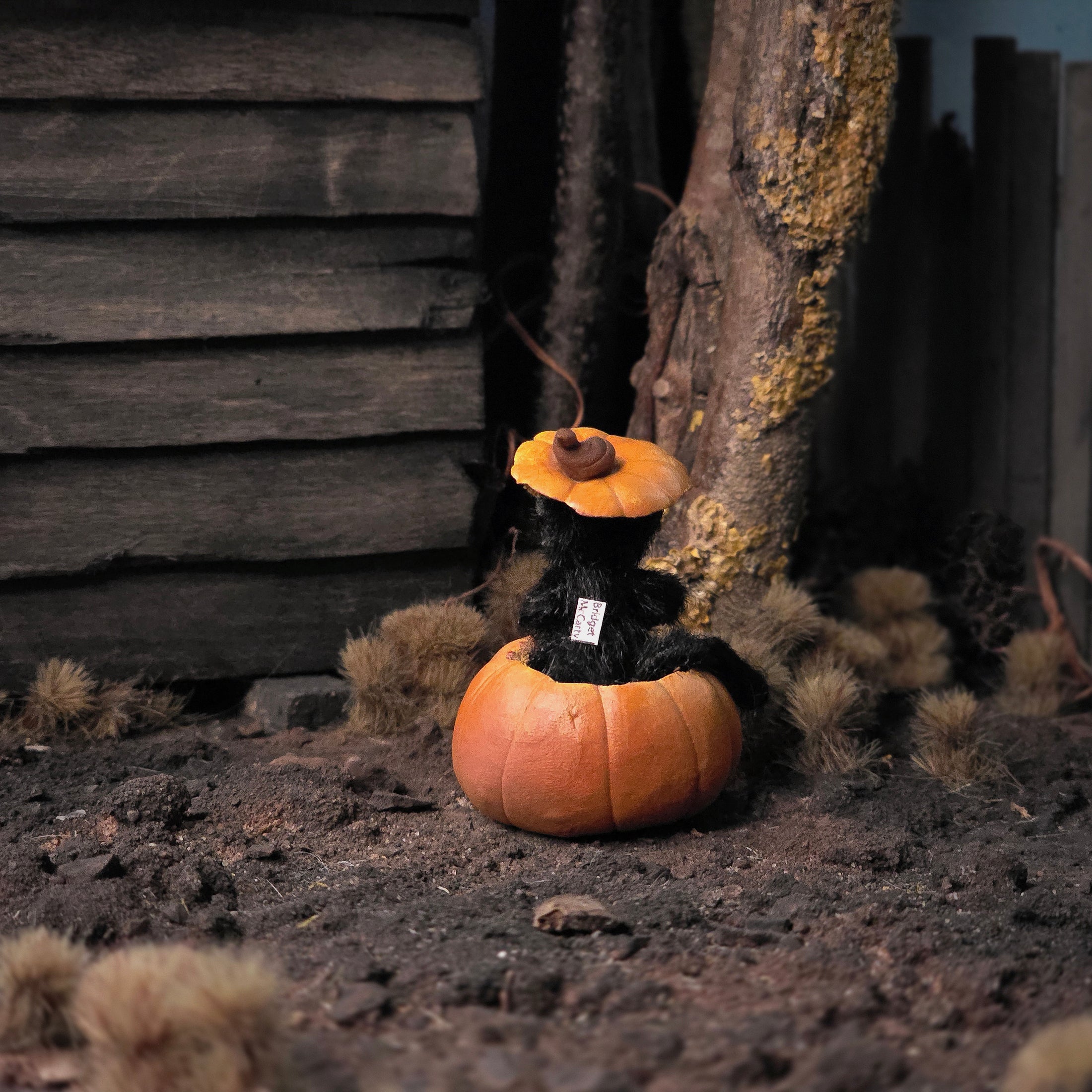 Black Cat in Jack-o’-Lantern by Bridget McCarty Halloween Decor