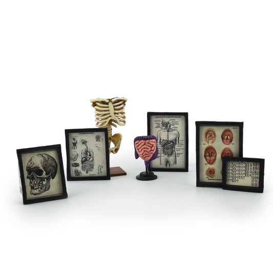 Scientific Medical Anatomical Study Set by K. Coursien & T. Dudley
