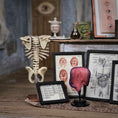 Load image into Gallery viewer, Scientific Medical Anatomical Study Set by K. Coursien & T. Dudley
