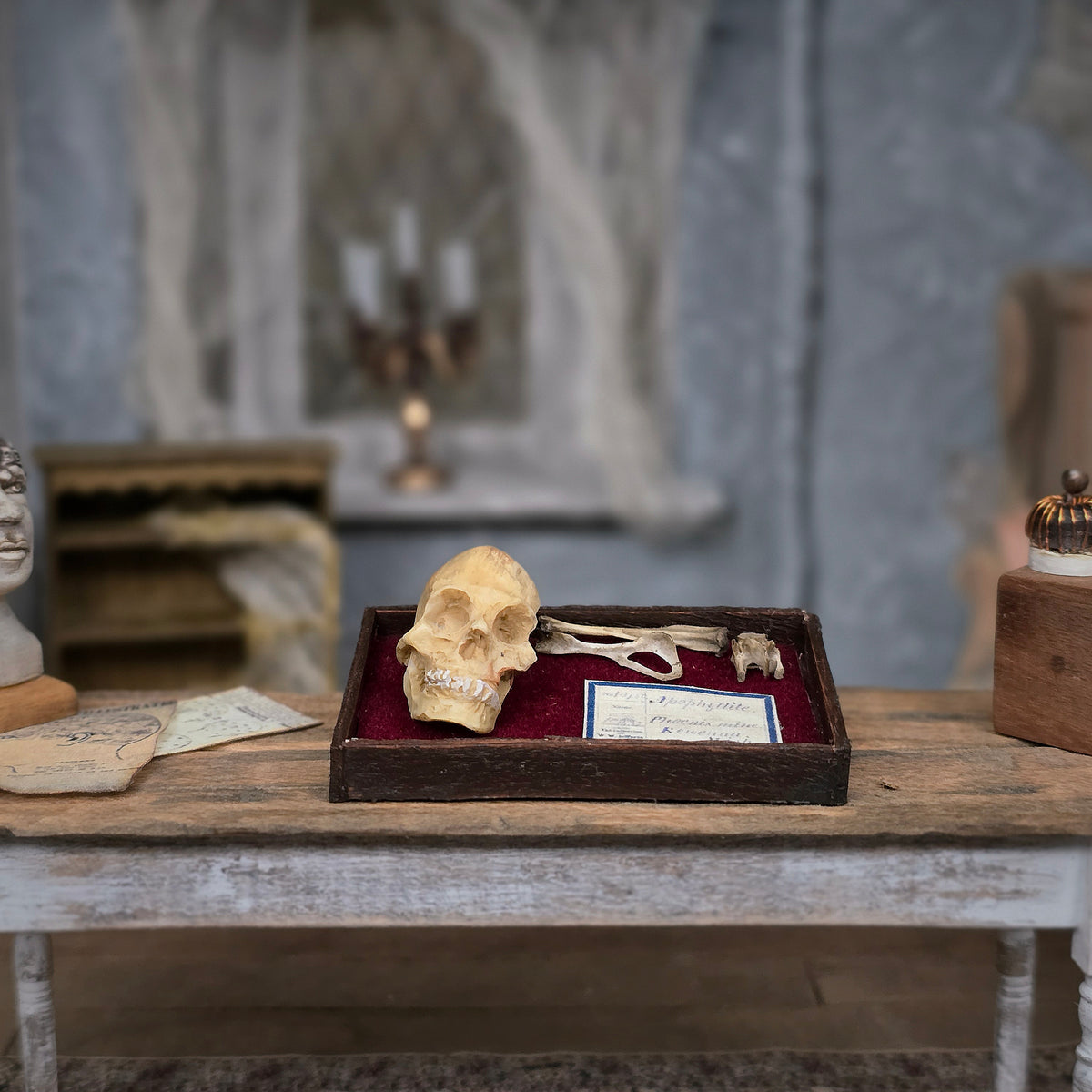 Miniature Skull and Bone Specimen Tray Scientific Medical Decor