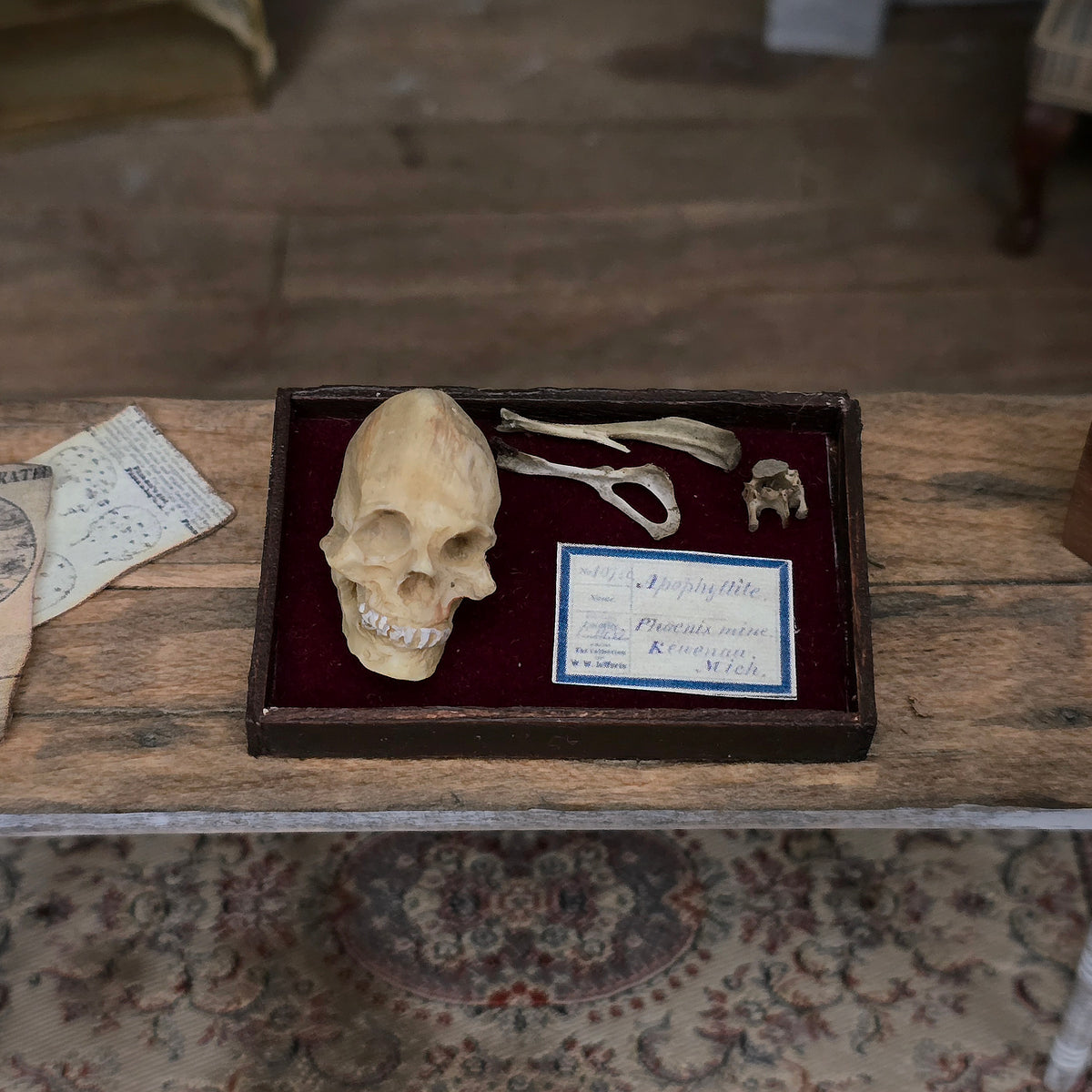 Miniature Skull and Bone Specimen Tray Scientific Medical Decor