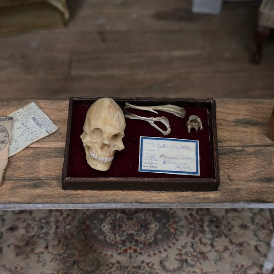 Miniature Skull and Bone Specimen Tray Scientific Medical Decor