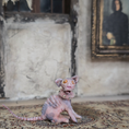 Load image into Gallery viewer, Hairless Spotted Sphynx Pink Grey Cat Spooky OOAK Artisan Miniature Dollhouse Pet Figure
