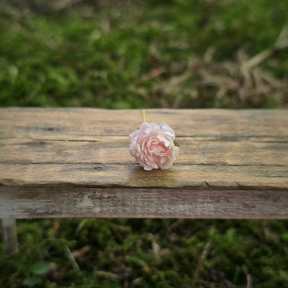 Gosia Suchodolska IGMA Artisan Miniature FULL Blush Pink Peony Stem Magpie Exclusive