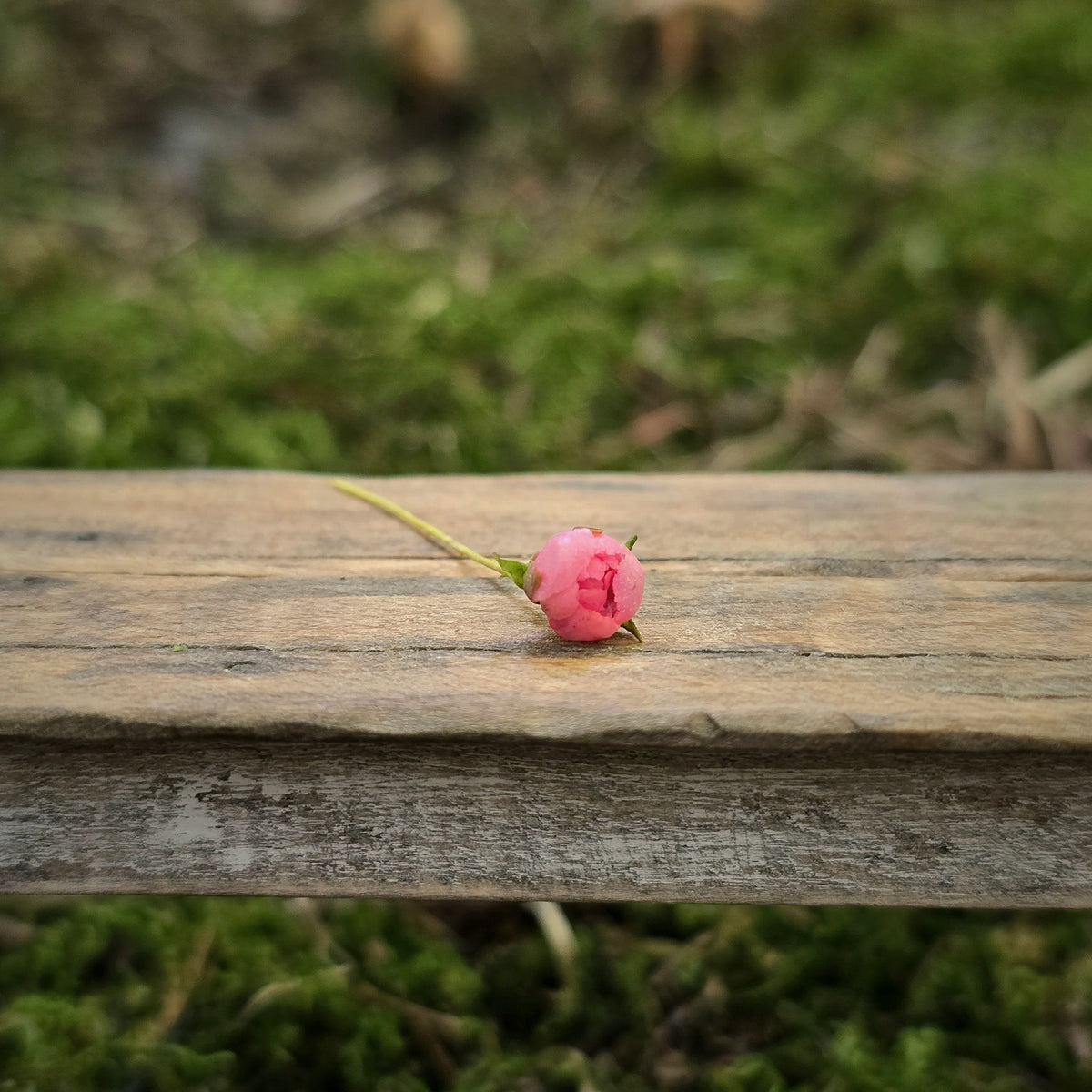 Gosia Suchodolska IGMA Artisan Miniature Pink Peony Bud Stem Magpie Exclusive