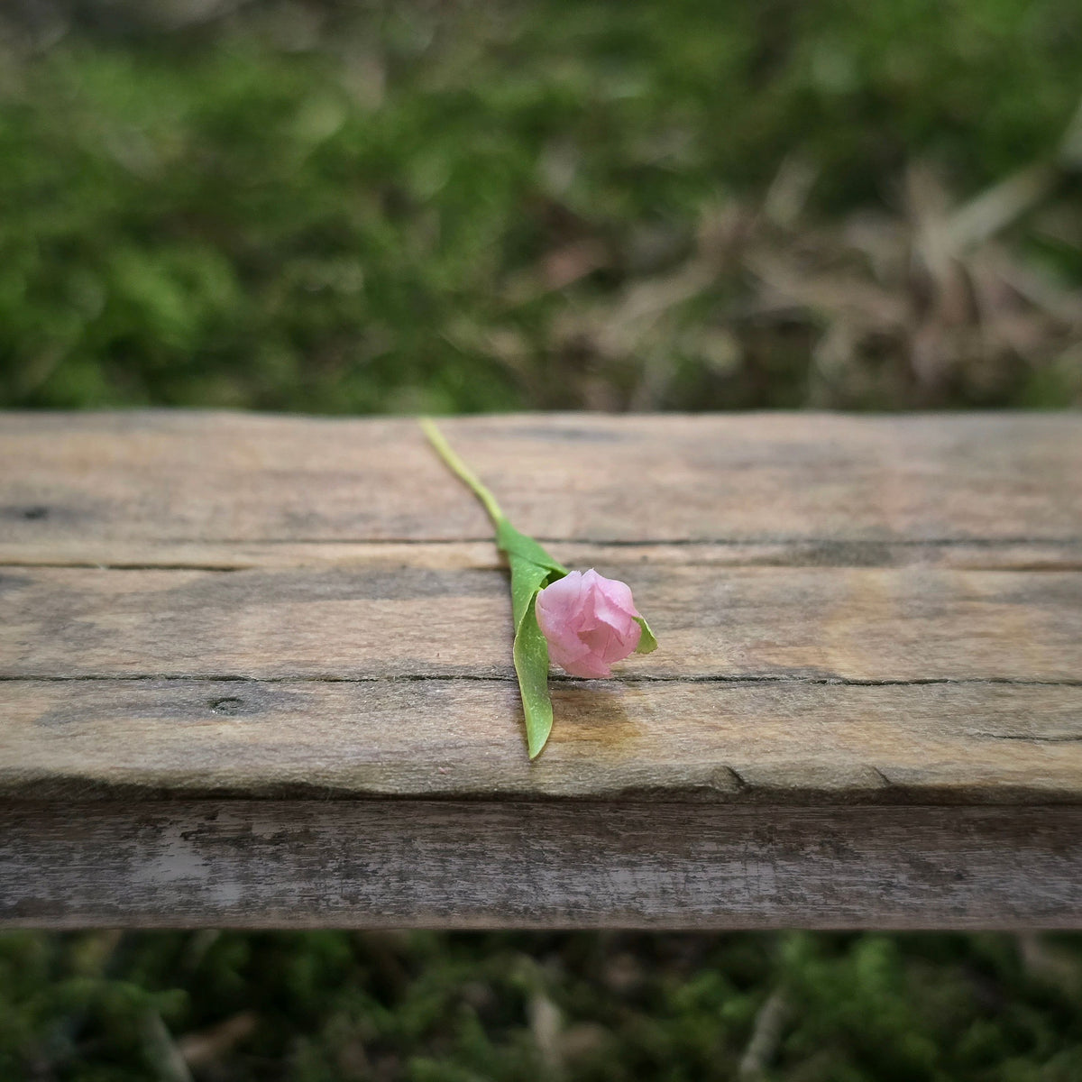 Gosia Suchodolska IGMA Artisan Miniature Single Pink Tulip Stem Magpie Exclusive