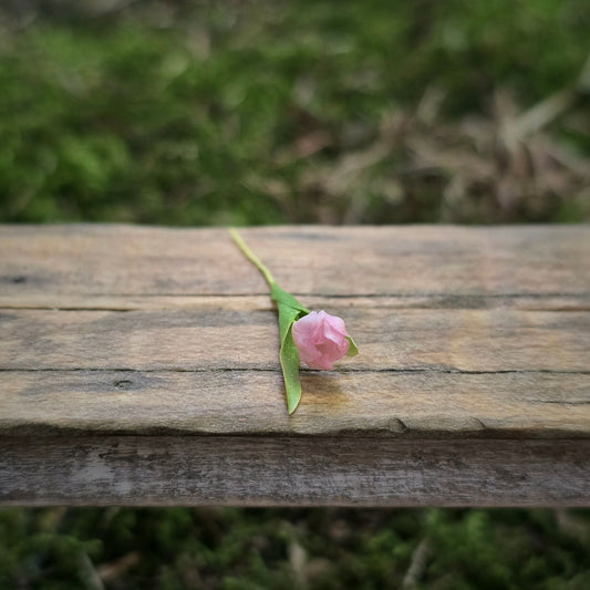 Gosia Suchodolska IGMA Artisan Miniature Single Pink Tulip Stem Magpie Exclusive