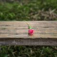 Load image into Gallery viewer, Gosia Suchodolska IGMA Artisan Miniature Single Dark Pink Tulip Stem Magpie Exclusive
