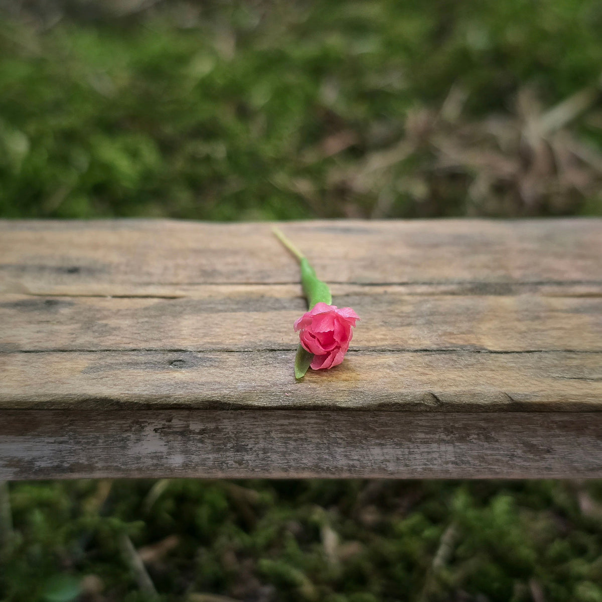 Gosia Suchodolska IGMA Artisan Miniature Single Dark Pink Tulip Stem Magpie Exclusive