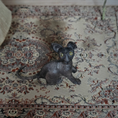 Load image into Gallery viewer, Hairless Spooky Sphynx Black Cat Statue OOAK Artisan Miniature Dollhouse Pet Figure (2011)
