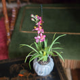 Load image into Gallery viewer, Potted orchid with hand painted paper pink petals and green leaves in a porcelain planter, on a table with a blurred background

