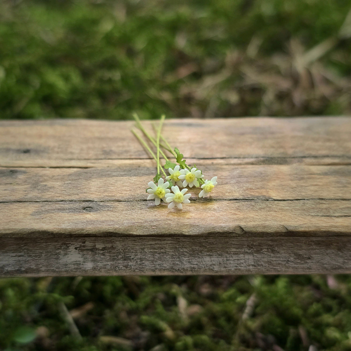 Anna Wybranowska IGMA Artisan Miniature Set of 5 Daisy Stems Magpie Exclusive