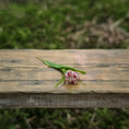 Load image into Gallery viewer, Gosia Suchodolska IGMA Artisan Miniature Single Painted Tulip Stem Magpie Exclusive (Copy)
