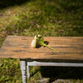 Load image into Gallery viewer, Gosia Suchodolska IGMA Artisan Miniature Creamy Peach Triple Stem Rose Arrangement Magpie Exclusive
