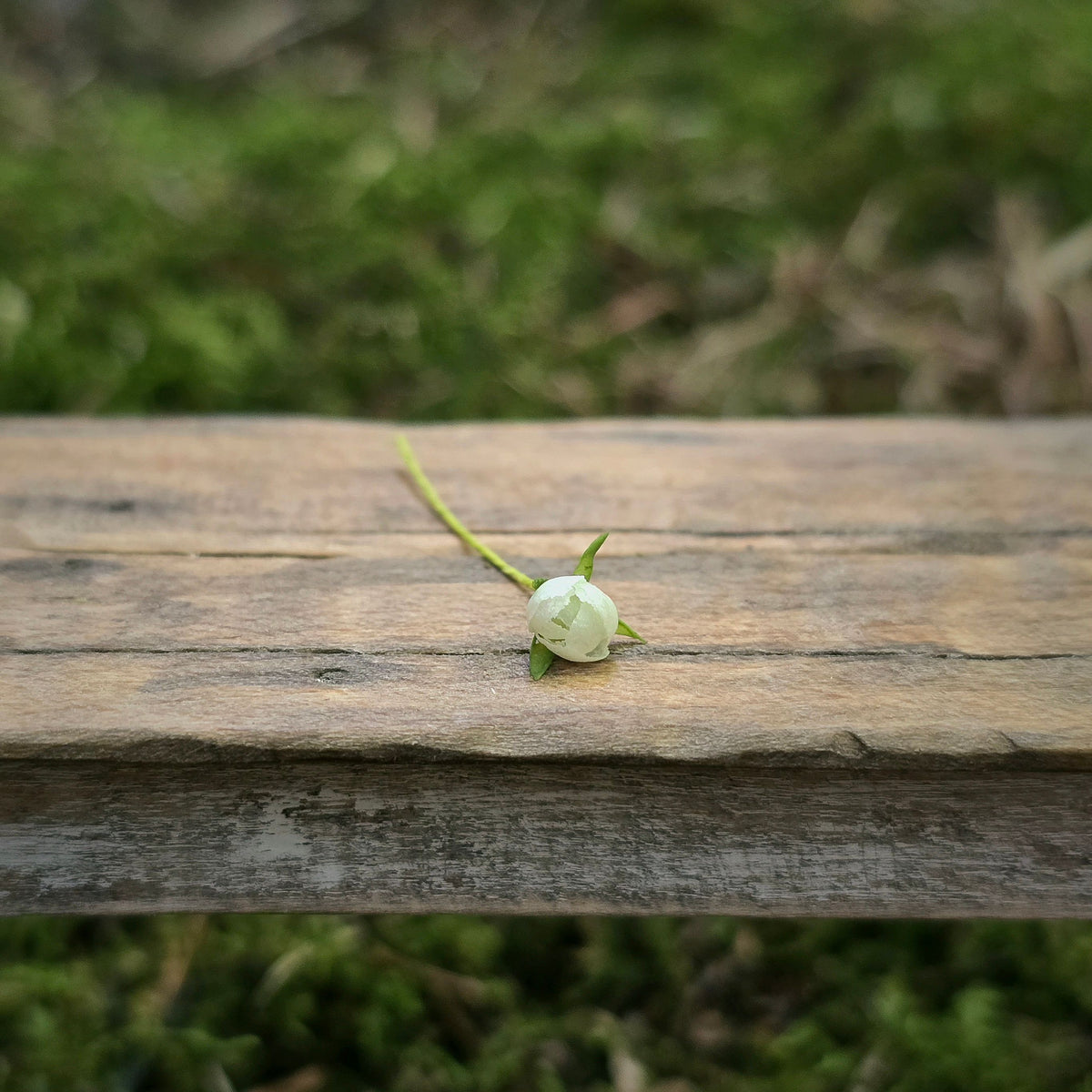 Gosia Suchodolska IGMA Artisan Miniature White Peony Bud Stem Magpie Exclusive (Copy)
