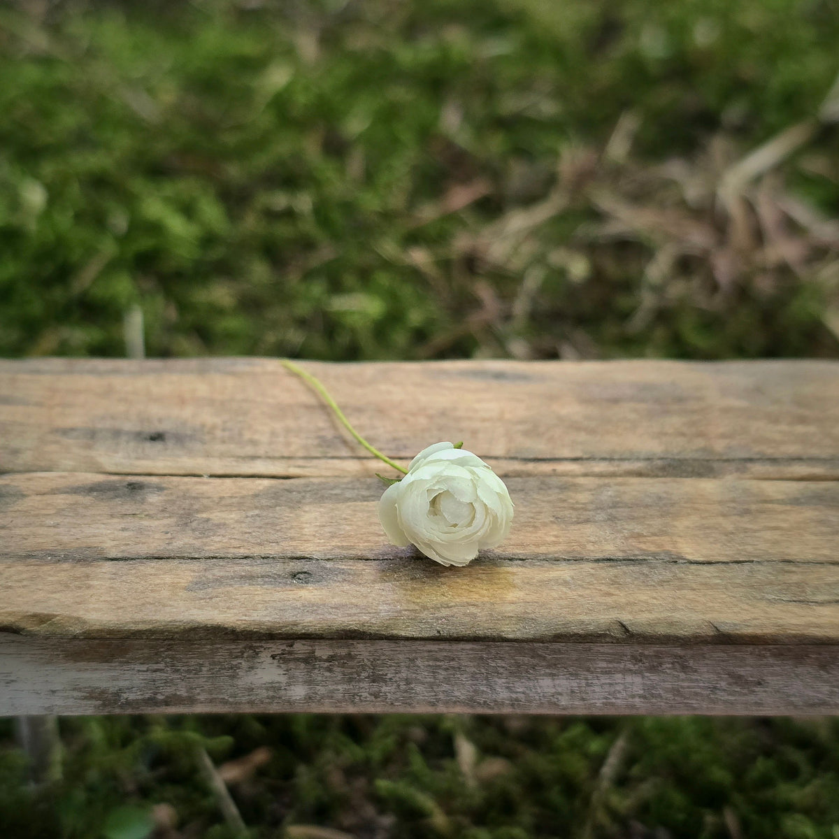 Gosia Suchodolska IGMA Artisan Miniature Medium White Rose Stem Magpie Exclusive