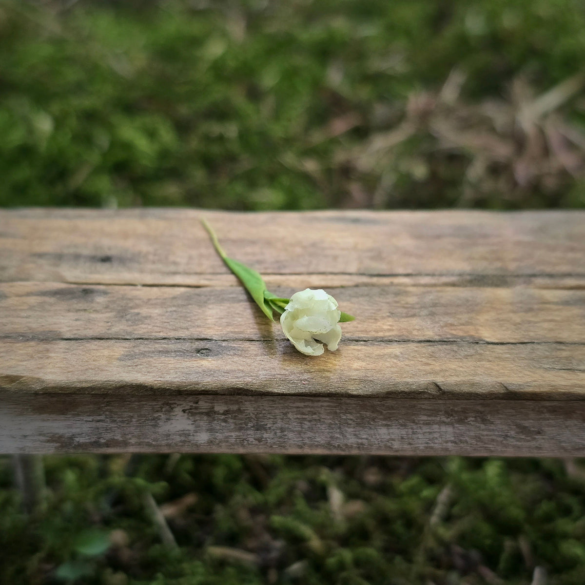 Gosia Suchodolska IGMA Artisan Miniature Single White Tulip Stem Magpie Exclusive
