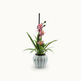 Load image into Gallery viewer, Potted plant with pink flowers on a white background
