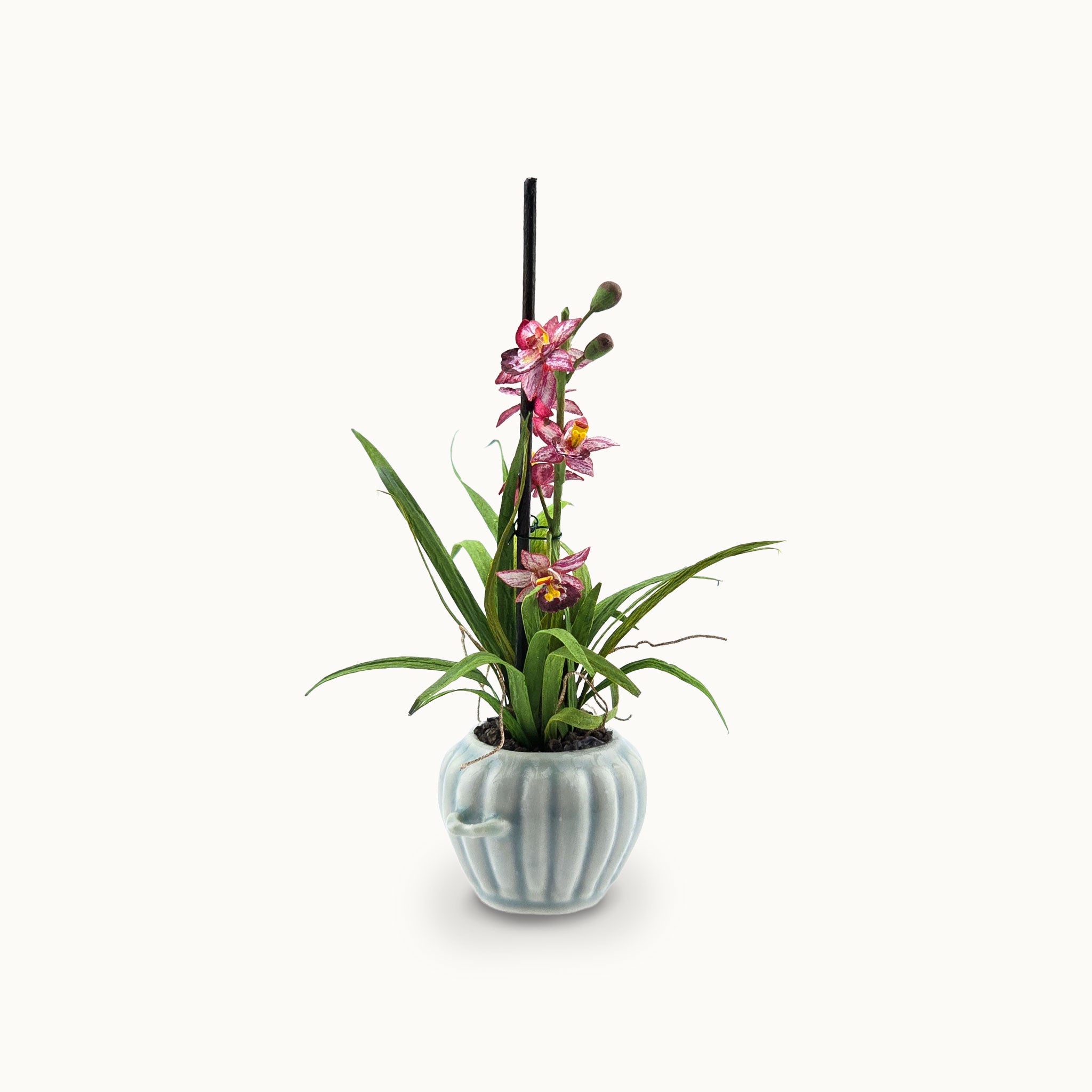 Potted plant with pink flowers on a white background